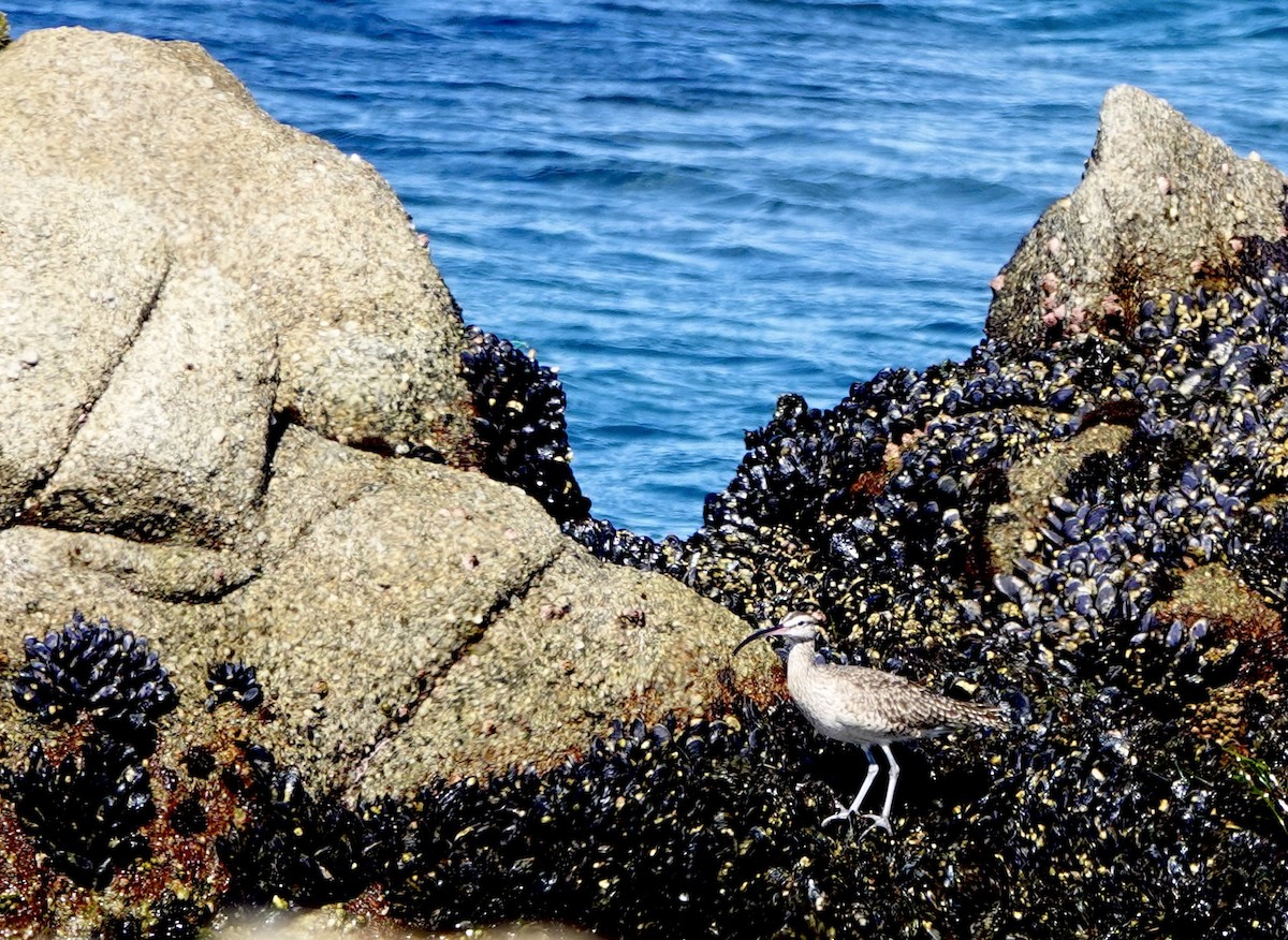 Hudsonian Whimbrel - ML643154894