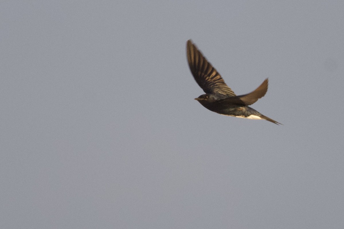 Caribbean Martin - ML643154901