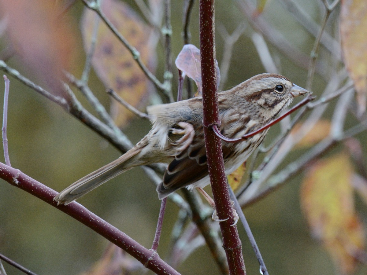 strnadec zpěvný (ssp. melodia/atlantica) - ML643154927