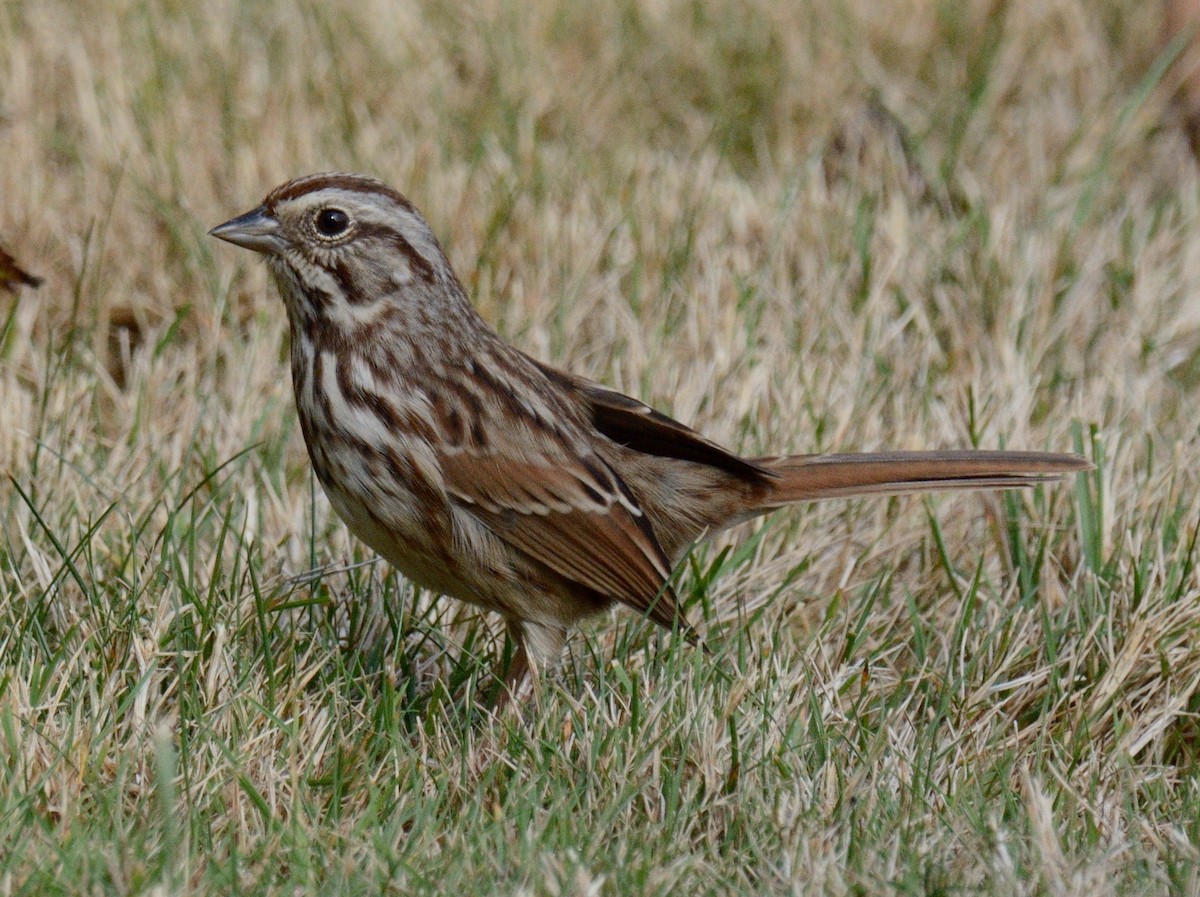 strnadec zpěvný (ssp. melodia/atlantica) - ML643154928