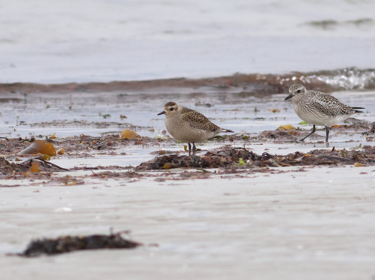 American Golden-Plover - ML643154937
