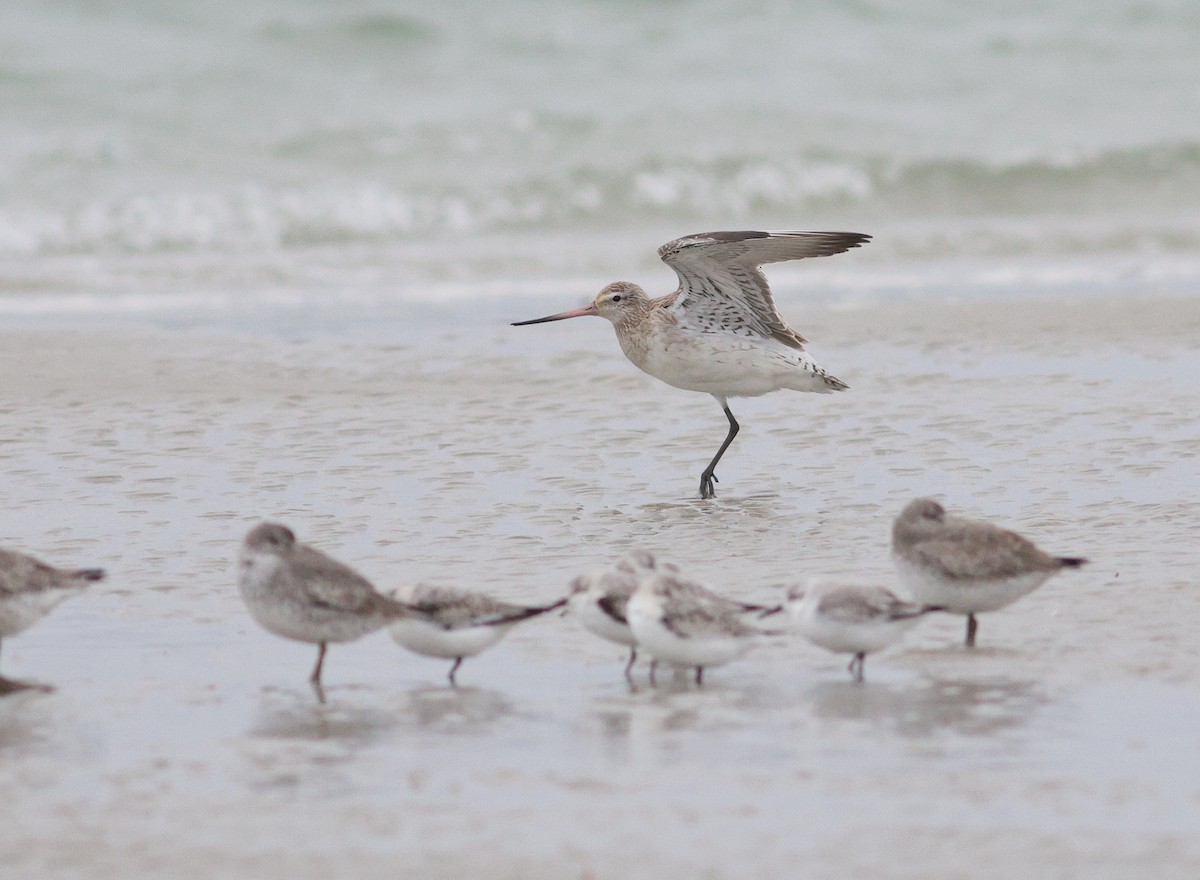 Bar-tailed Godwit (European) - ML643154944