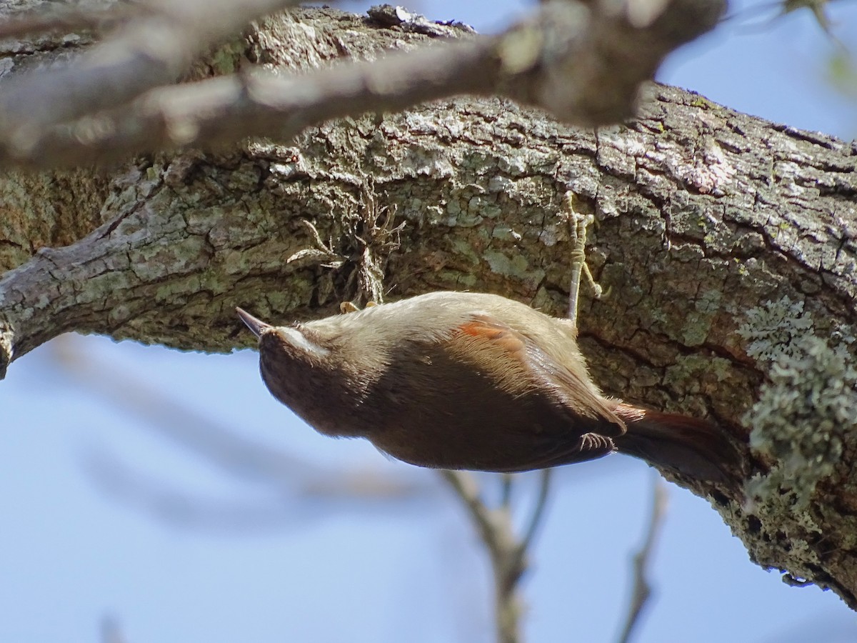 Stripe-crowned Spinetail - ML643154945