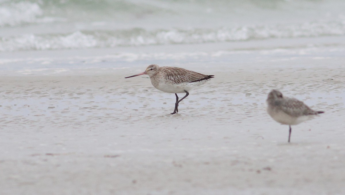 Bar-tailed Godwit (European) - ML643154948