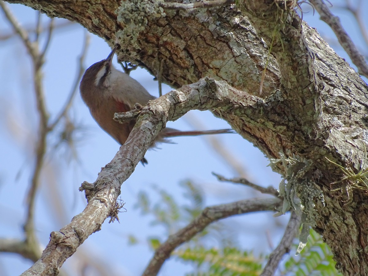 Stripe-crowned Spinetail - ML643154956