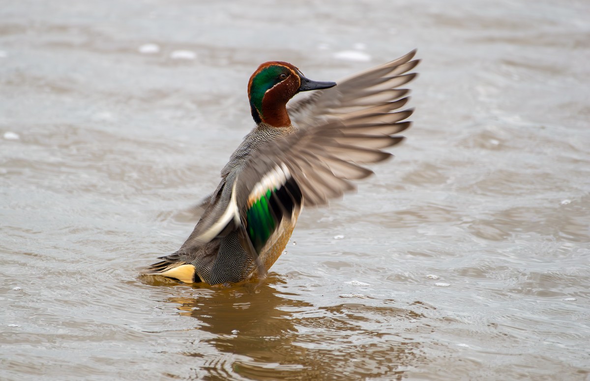 Green-winged Teal (Eurasian) - ML643154958