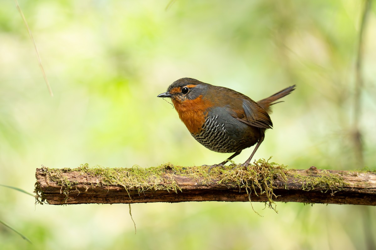 Chucao Tapaculo - ML643154962