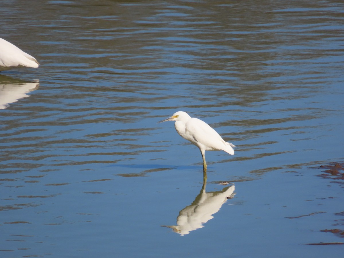Snowy Egret - ML643154997