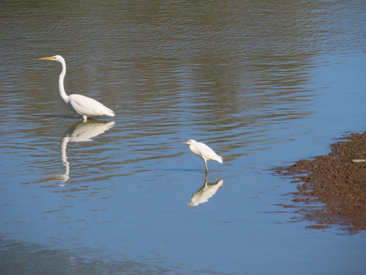 Snowy Egret - ML643154998