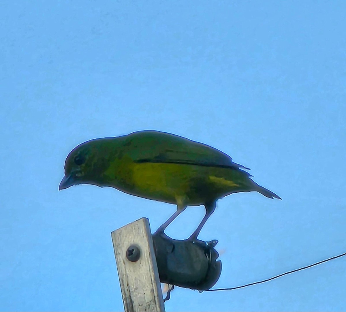 Blue-naped Chlorophonia - ML643155009