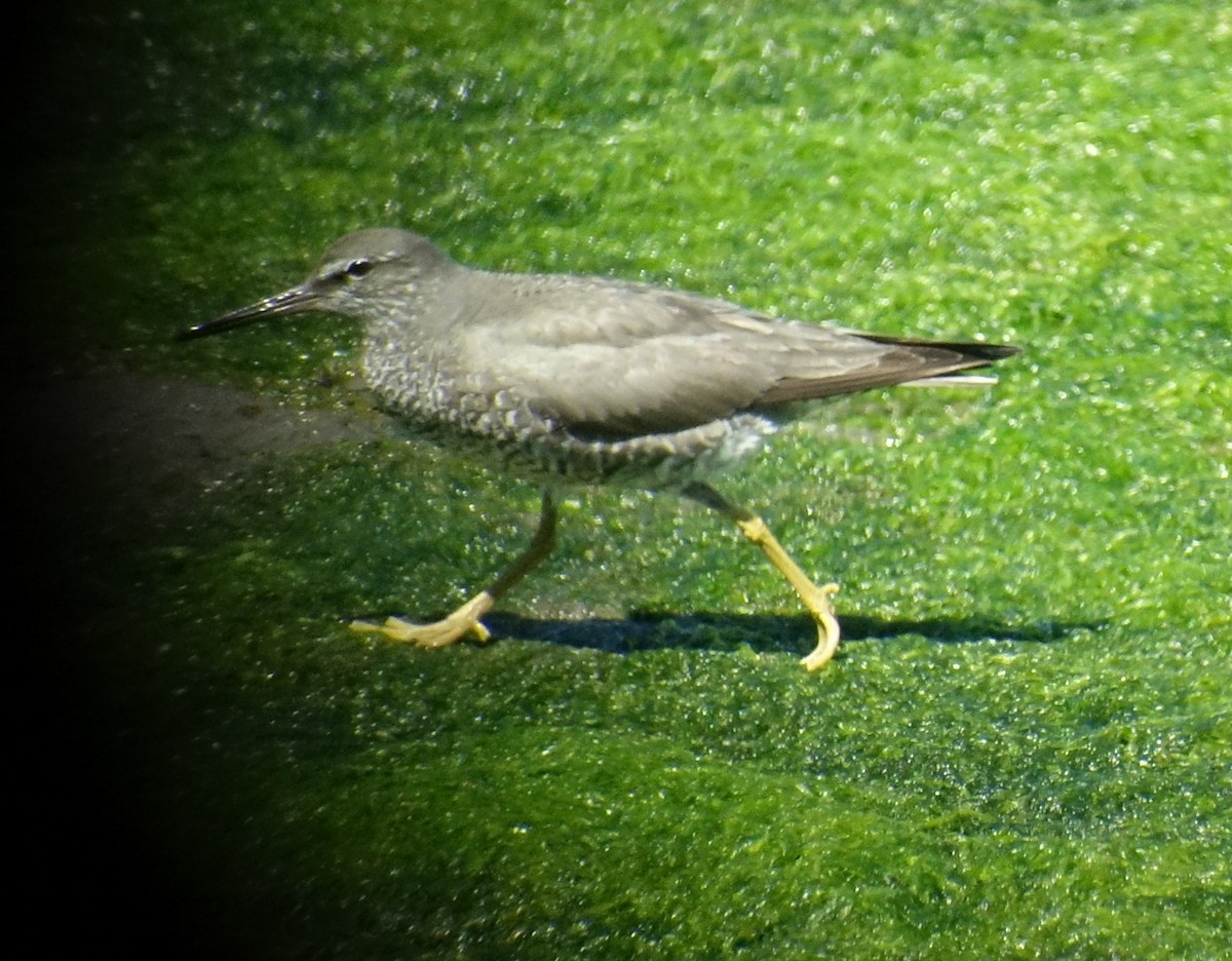 Wandering Tattler - ML64315501