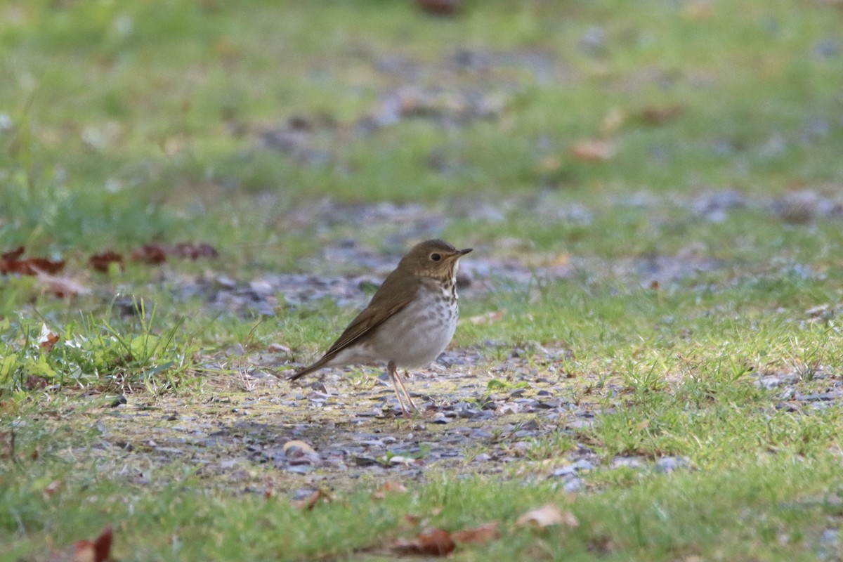 Grive à dos olive - ML643155029