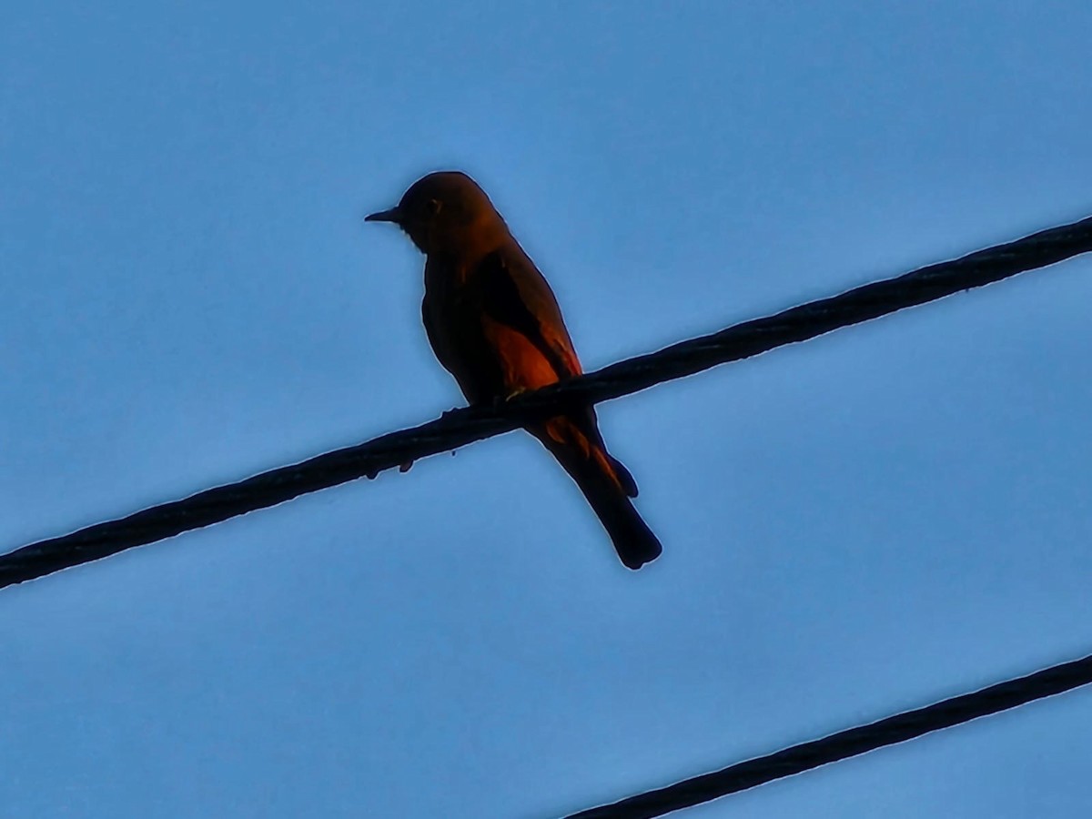 Cliff Flycatcher - ML643155053