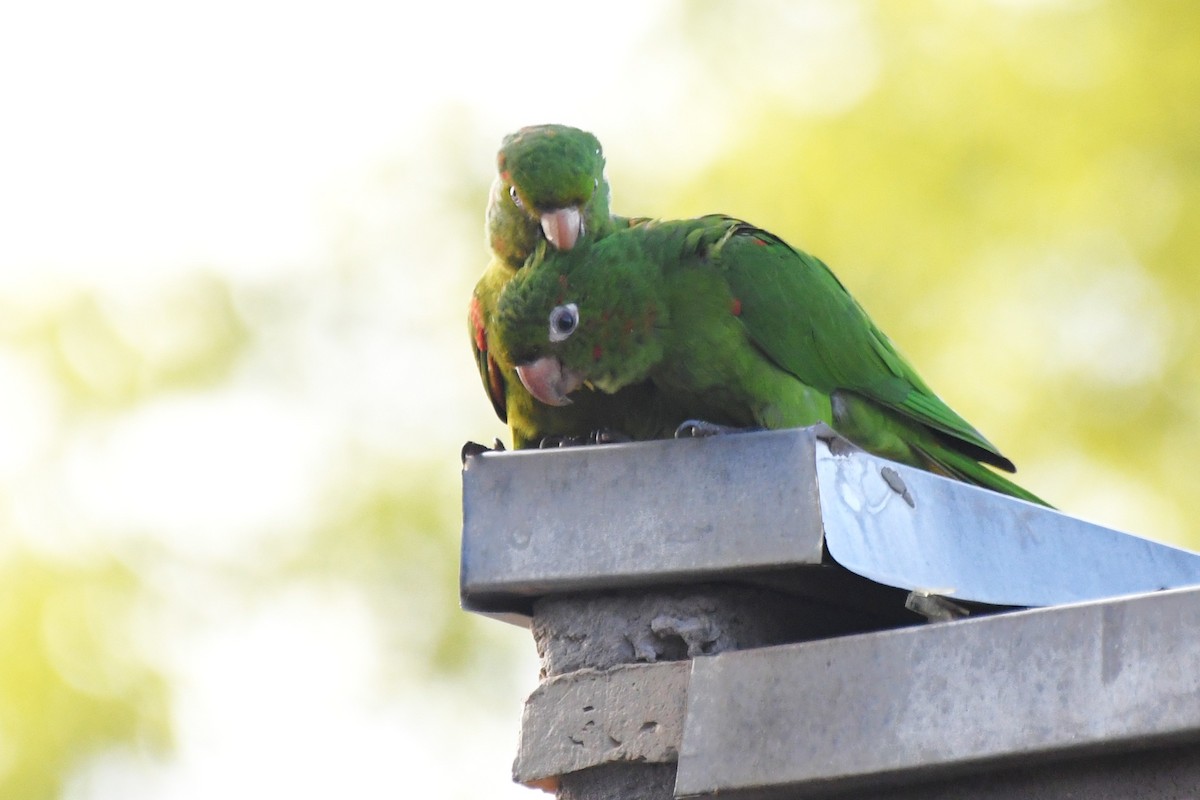 Conure pavouane - ML643155069
