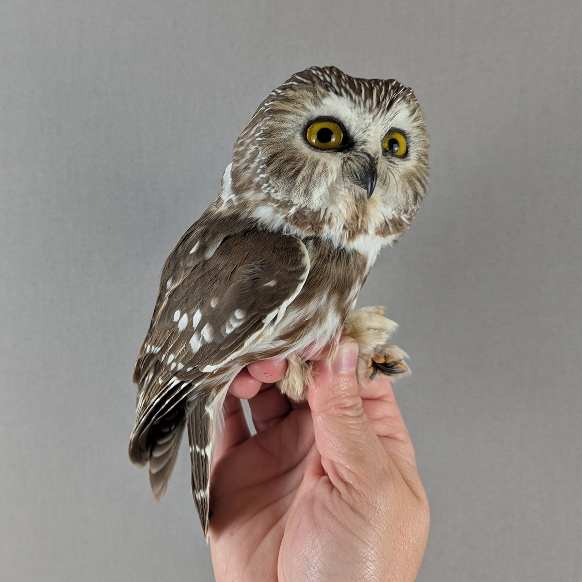 アメリカキンメフクロウ - ML643155073