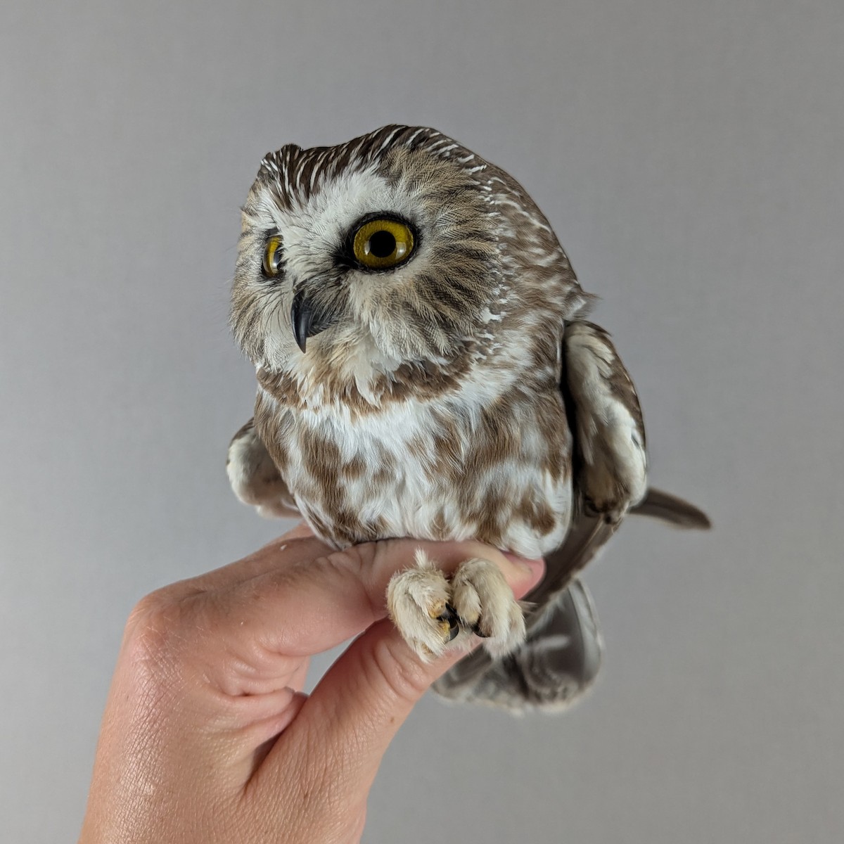 アメリカキンメフクロウ - ML643155074