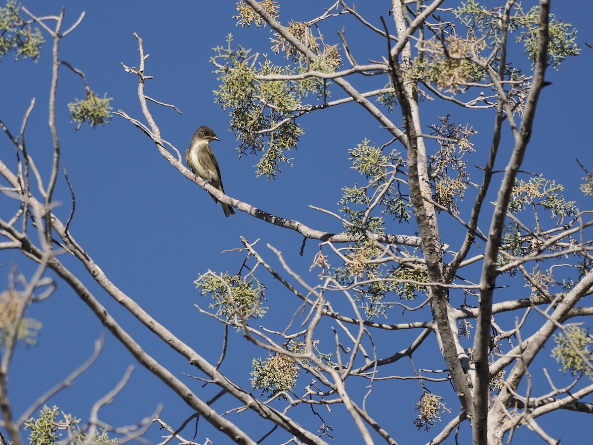 Olive-sided Flycatcher - ML643155099