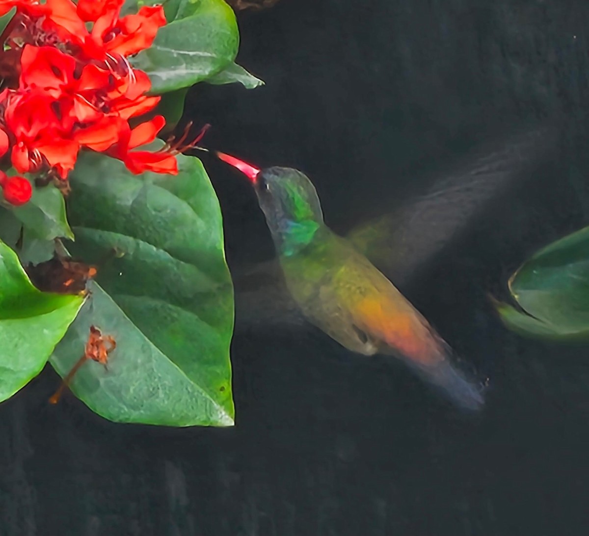 White-chinned Sapphire - ML643155103