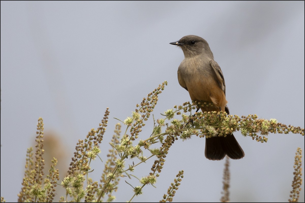 Mosquero Llanero - ML643155125