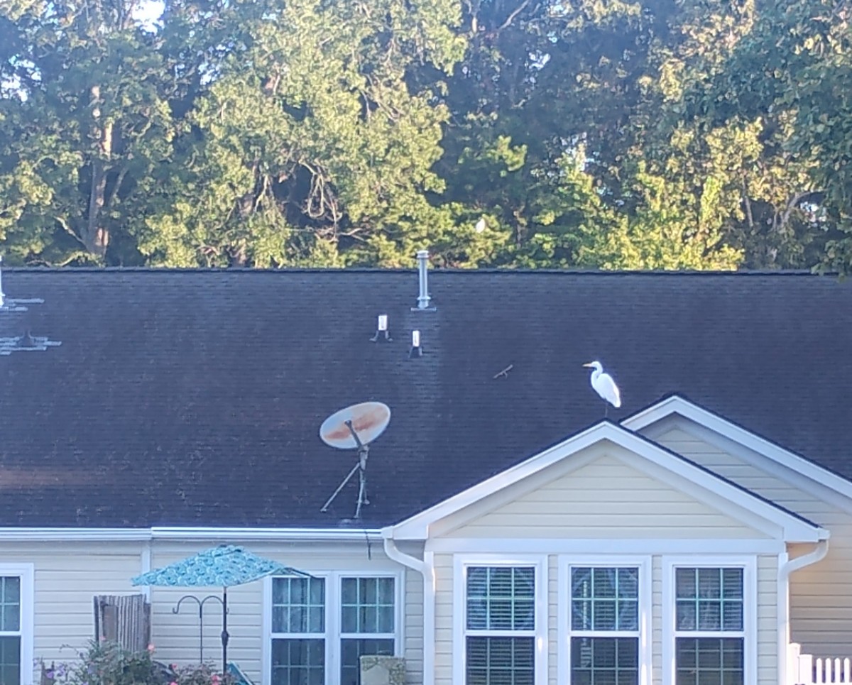 Great Egret - ML643155136
