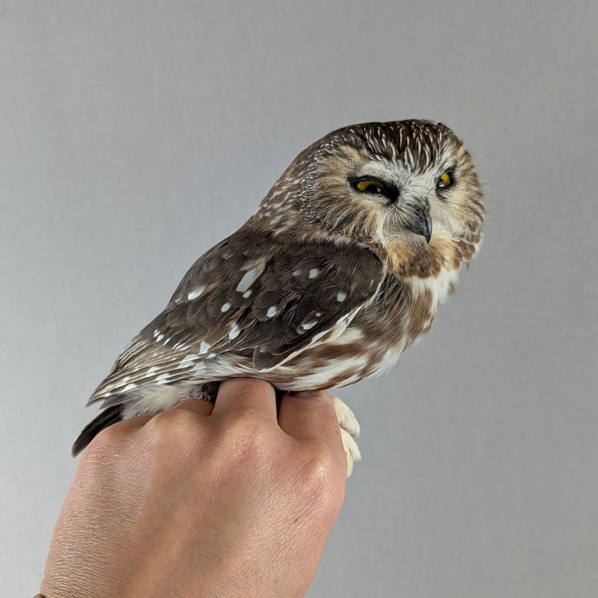 アメリカキンメフクロウ - ML643155172
