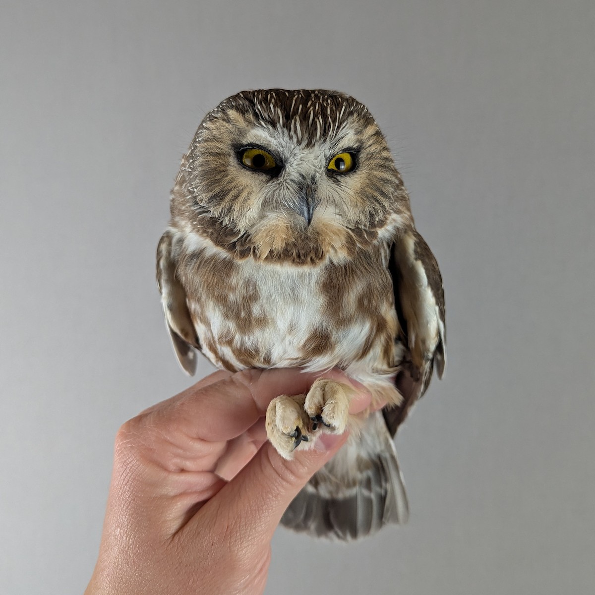 アメリカキンメフクロウ - ML643155173