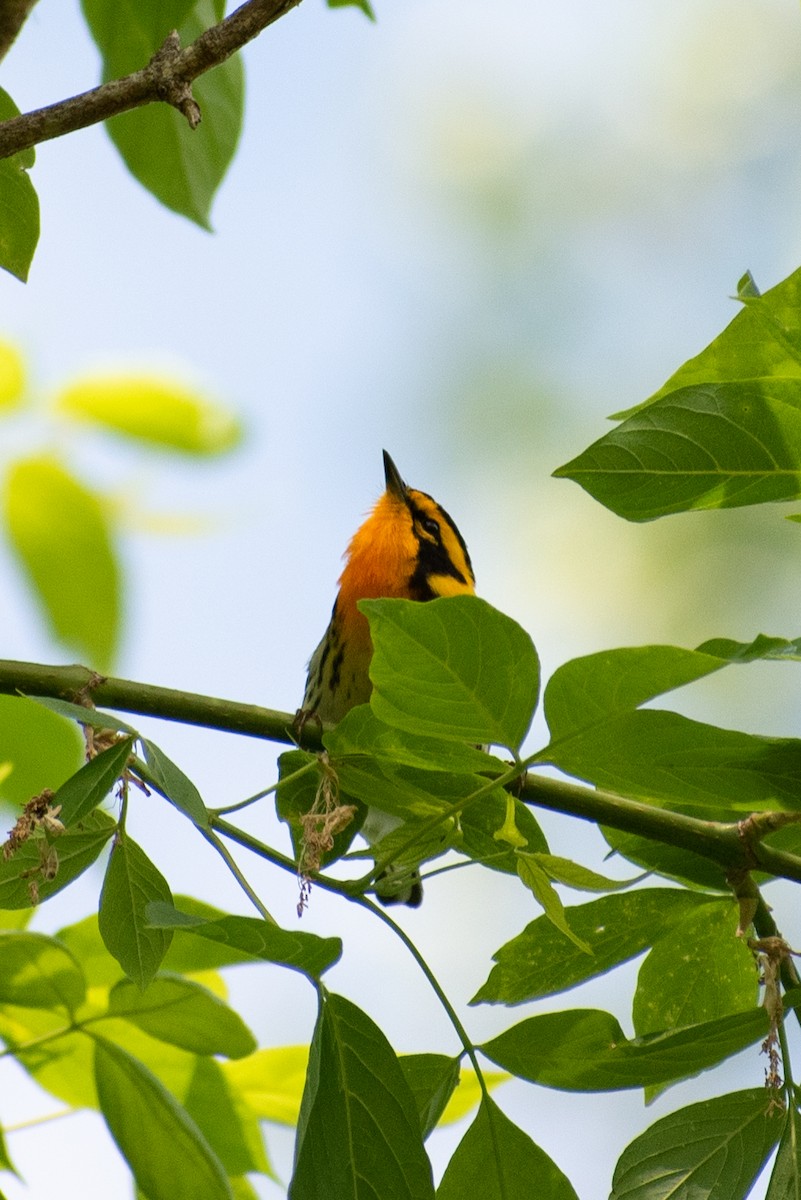 Blackburnian Warbler - ML643155175