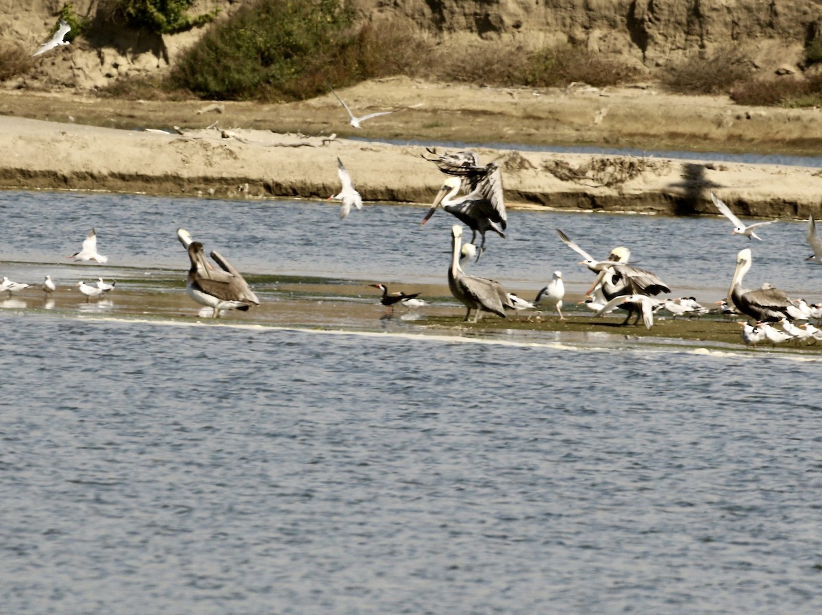 Black Skimmer - ML643155192