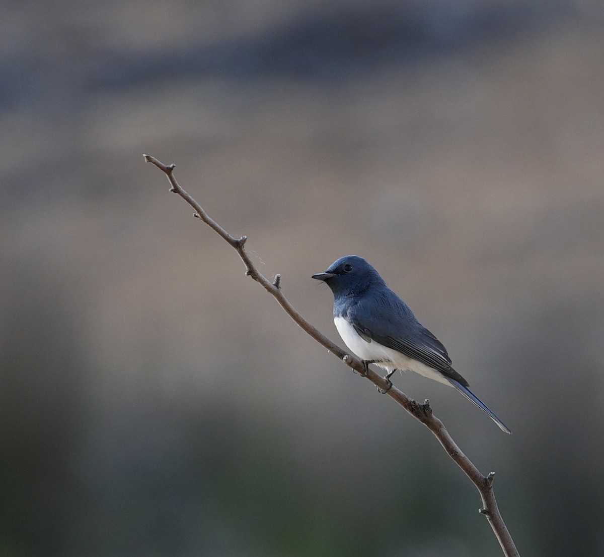 Leaden Flycatcher - ML643155193
