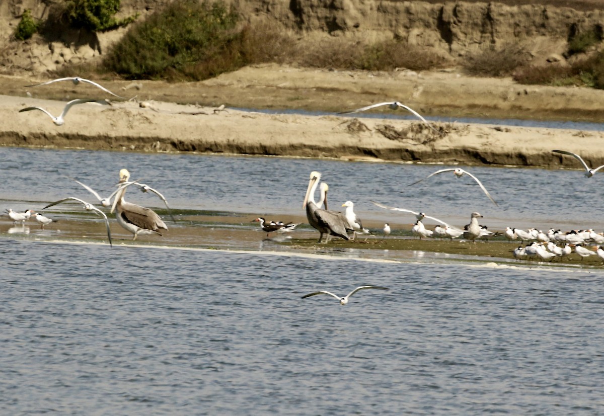 Black Skimmer - ML643155198