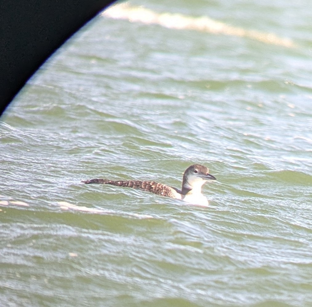 loon sp. - ML643155199