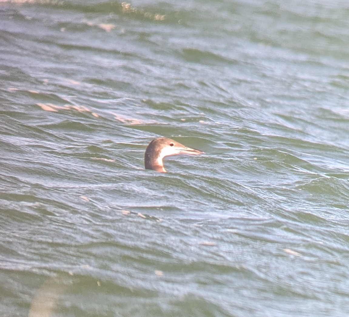 loon sp. - ML643155200