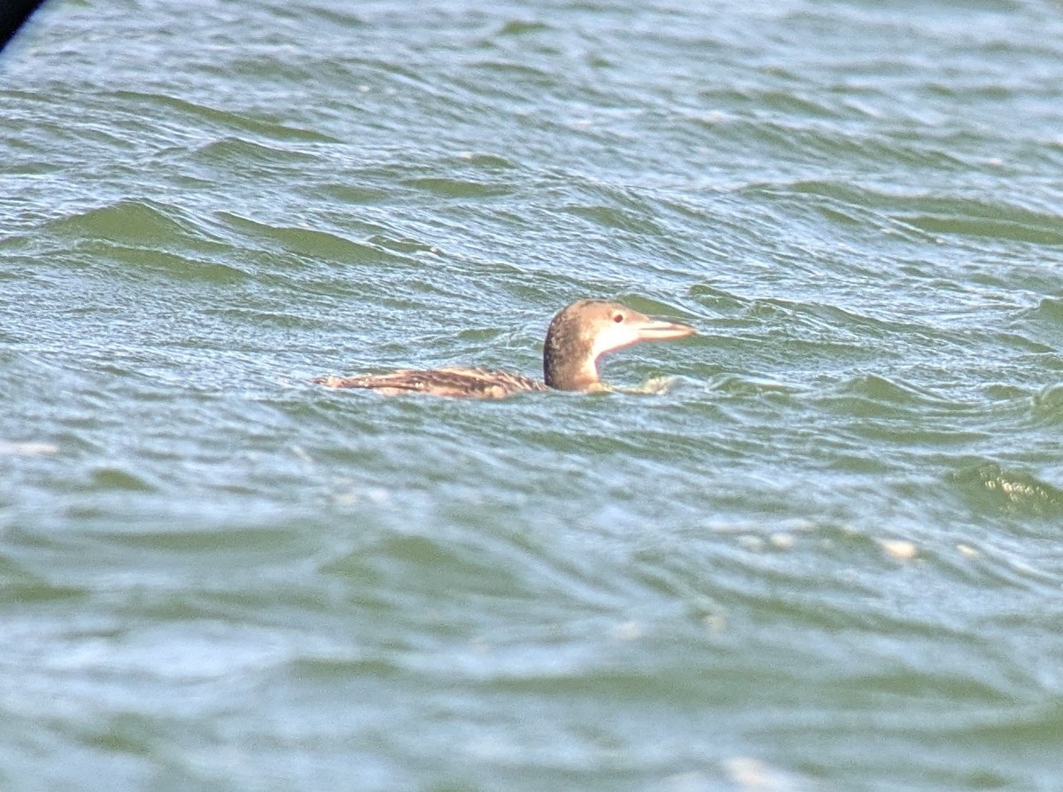 loon sp. - ML643155201