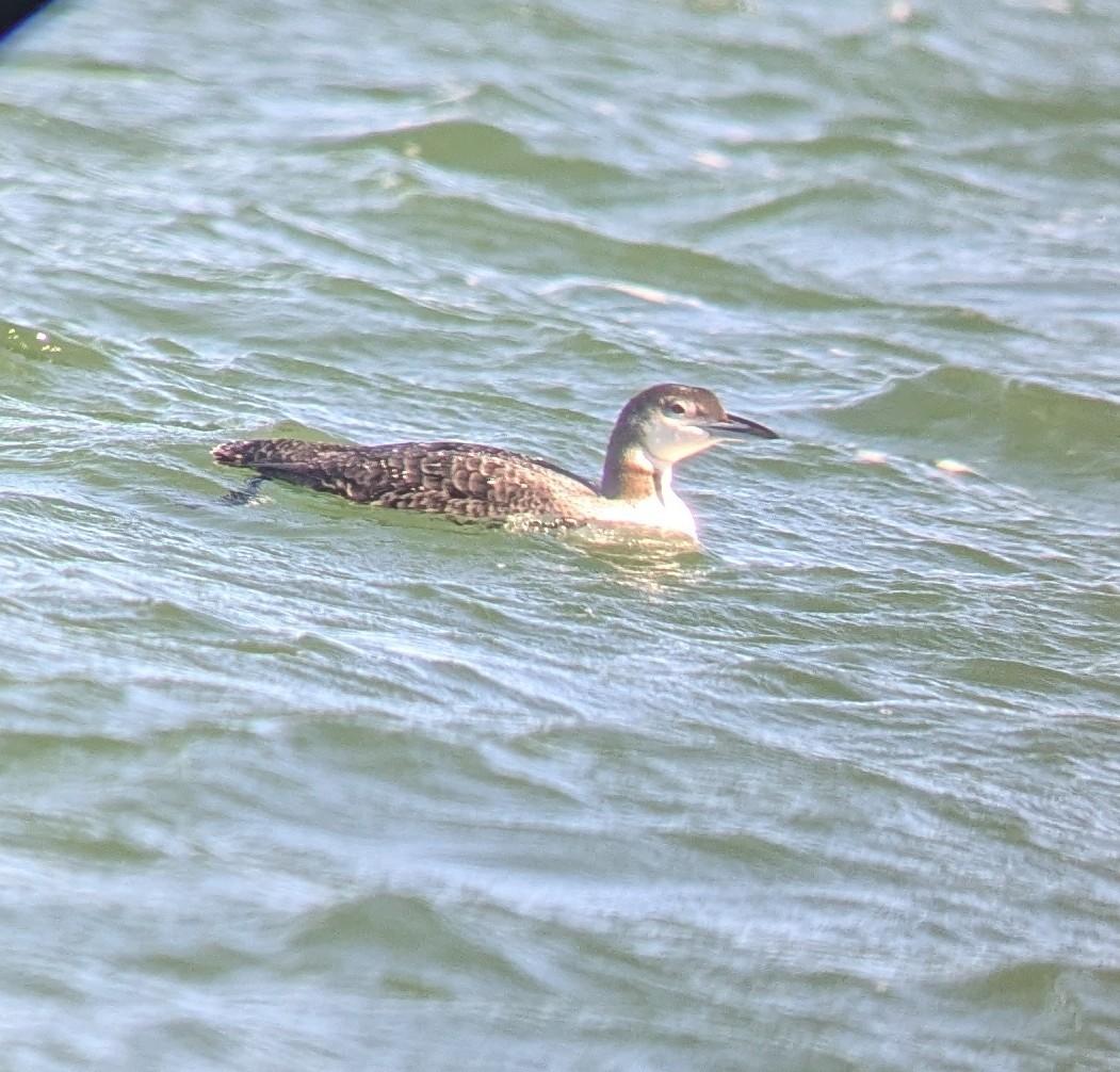 loon sp. - ML643155202