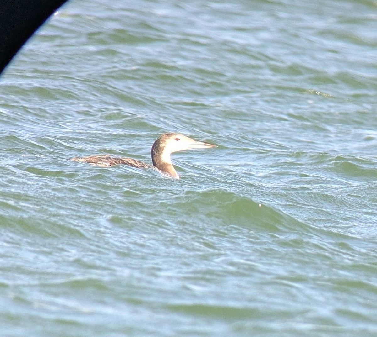 loon sp. - ML643155203