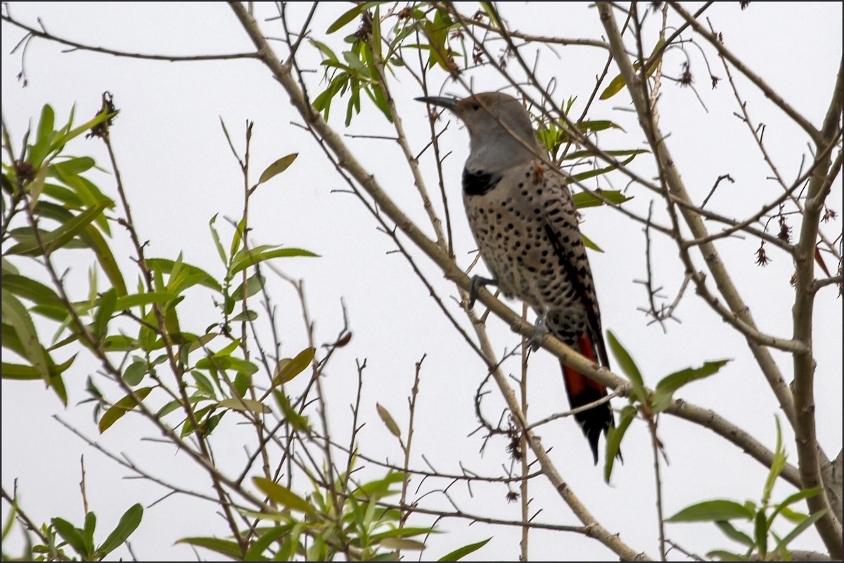 Carpintero Escapulario - ML643155215