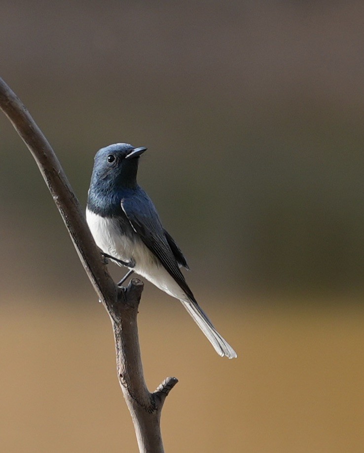 Leaden Flycatcher - ML643155221