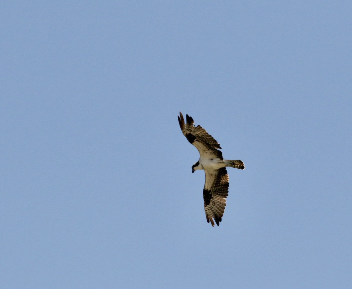 Osprey (American) - ML643155233