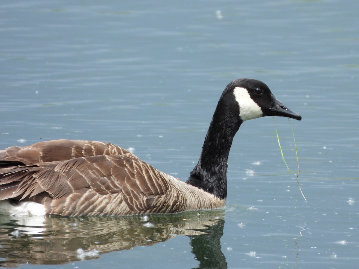 Canada Goose - ML643155244