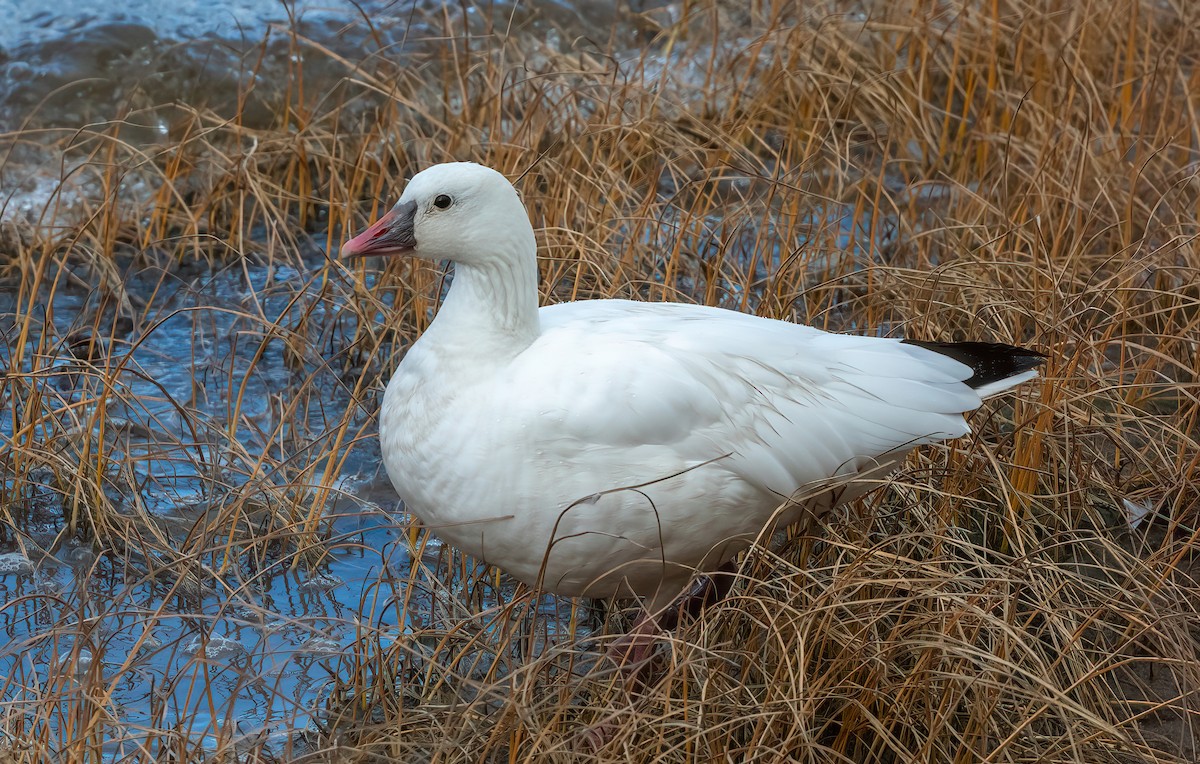 Ross's Goose - ML643155250