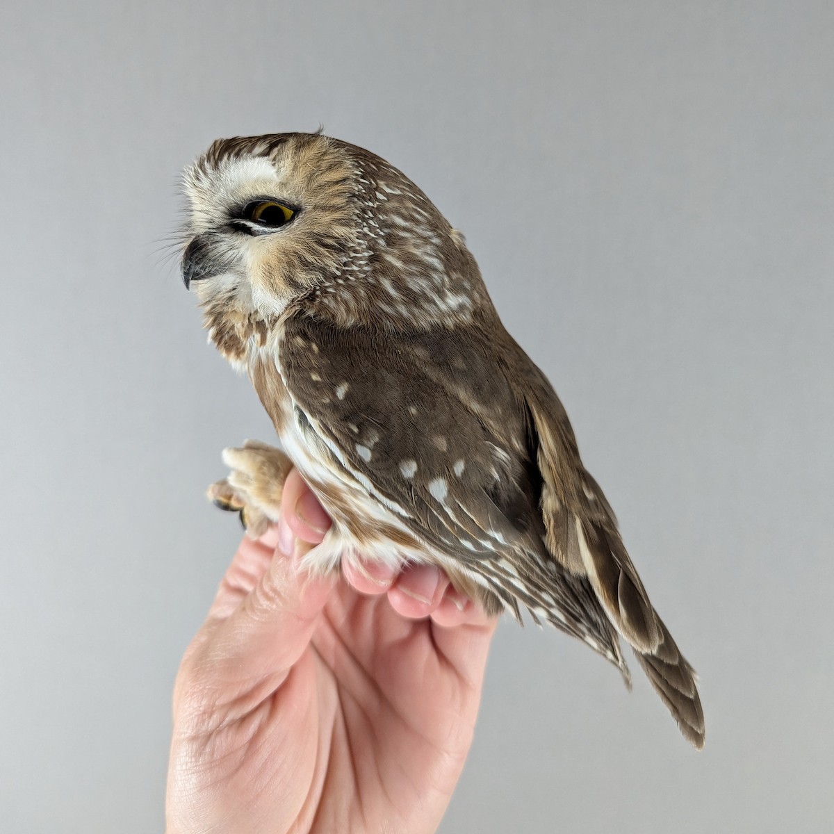 アメリカキンメフクロウ - ML643155255