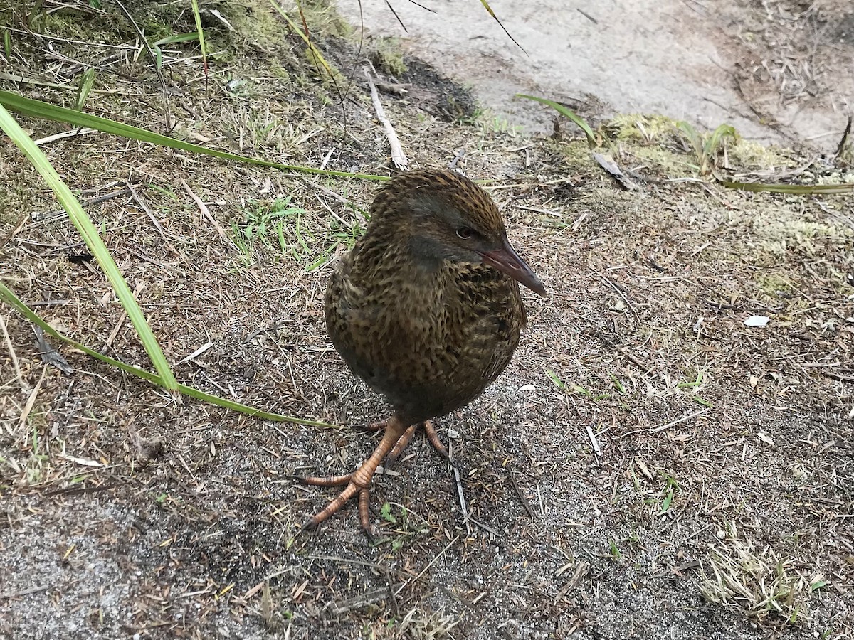 Уэка - ML643155264