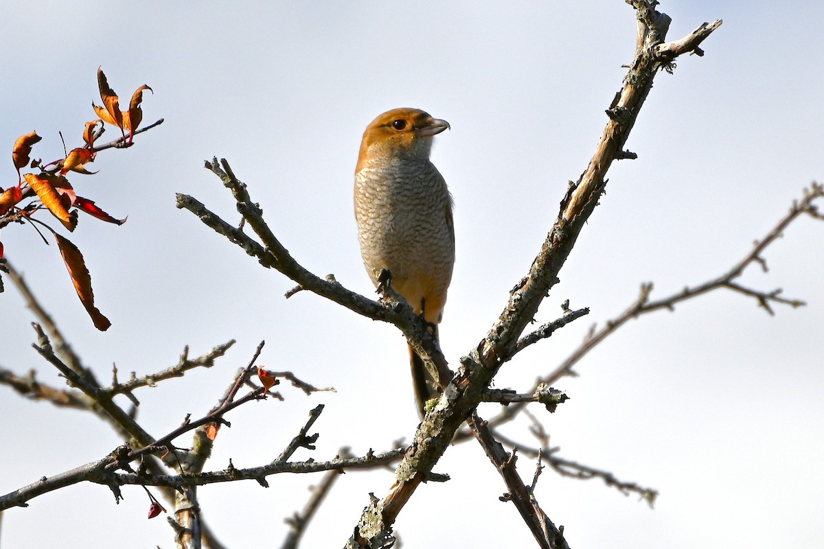 Antzandobi boreala - ML643155274