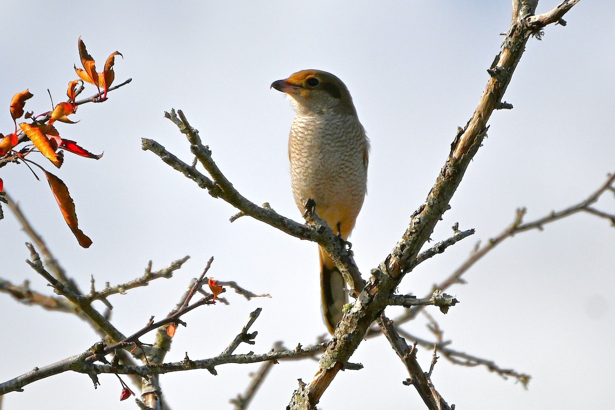 Antzandobi boreala - ML643155280