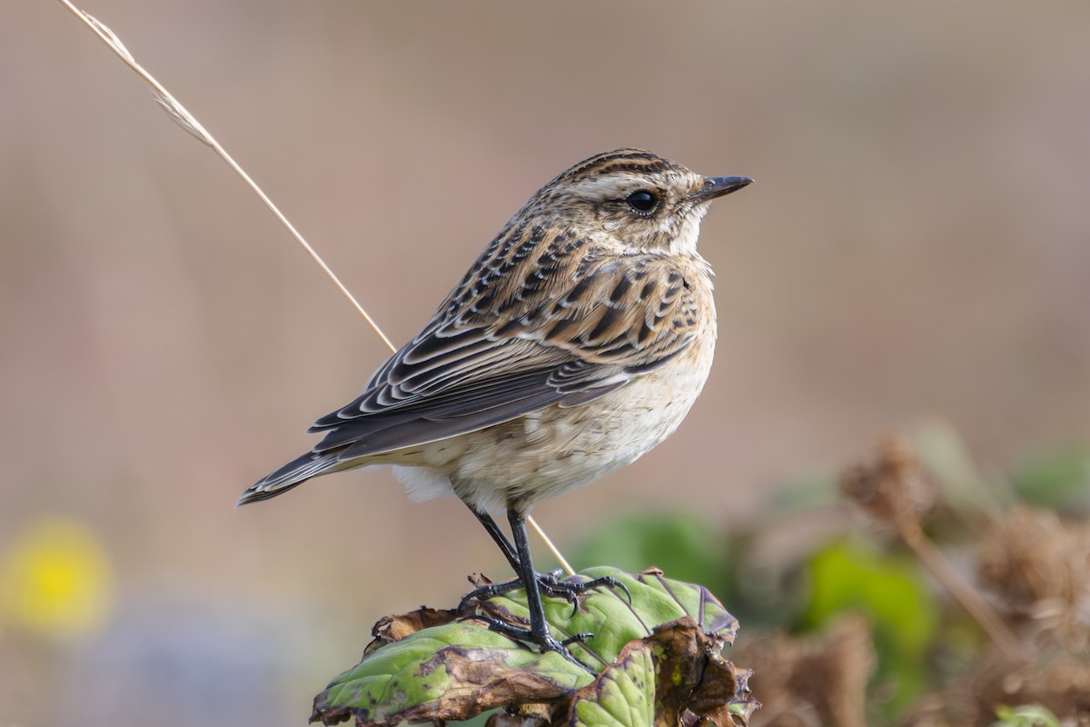 bramborníček hnědý - ML643155295