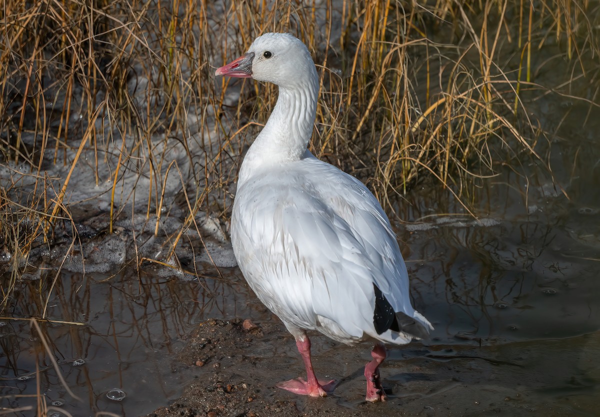 Ross's Goose - ML643155299