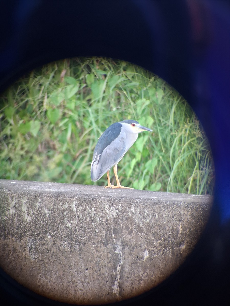 Black-crowned Night Heron - ML643155353
