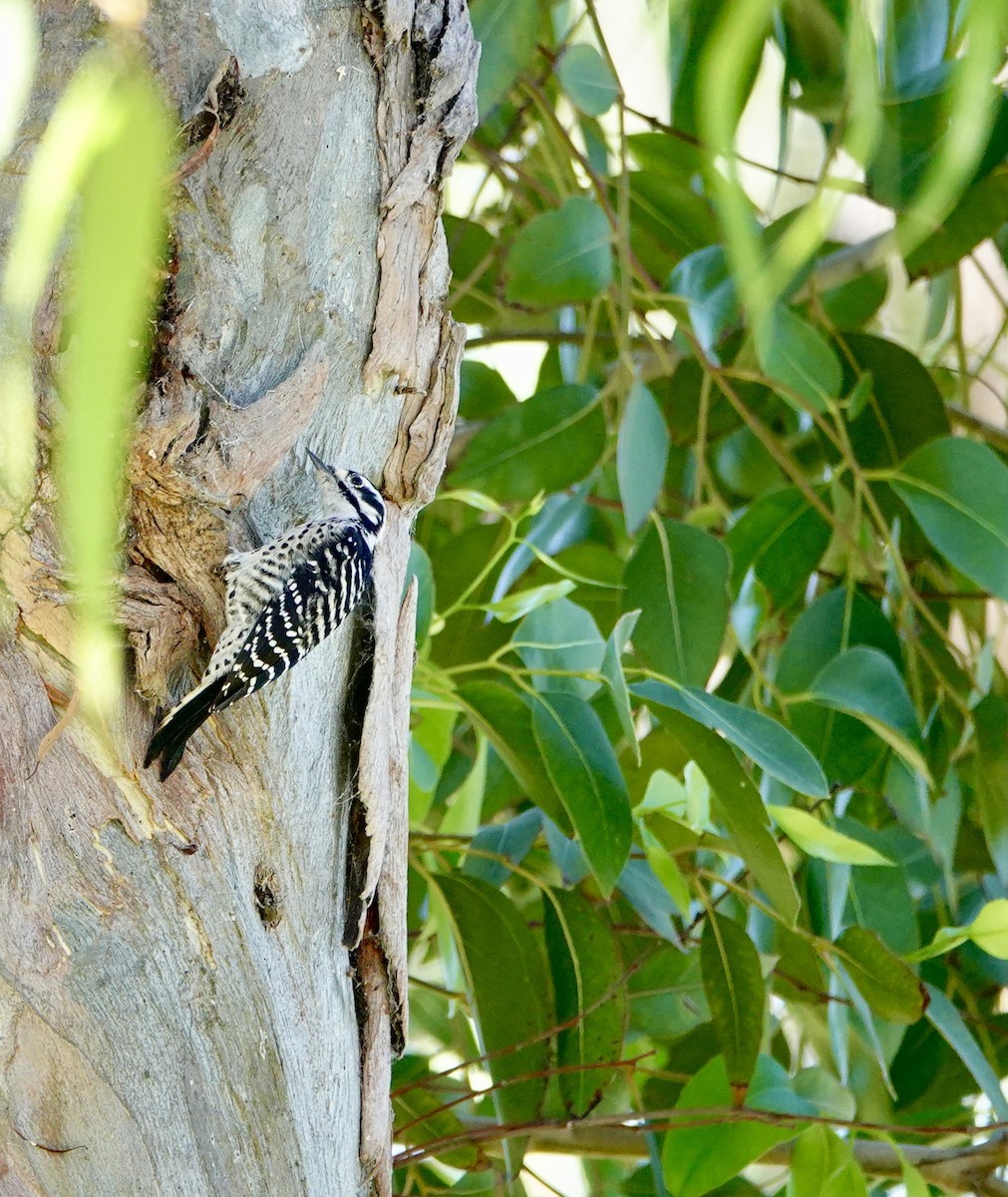 Nuttall's Woodpecker - ML643155408
