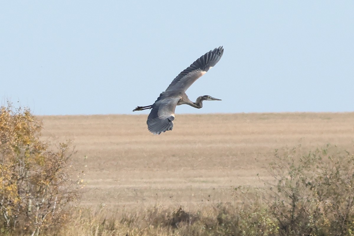 Great Blue Heron - ML643155422