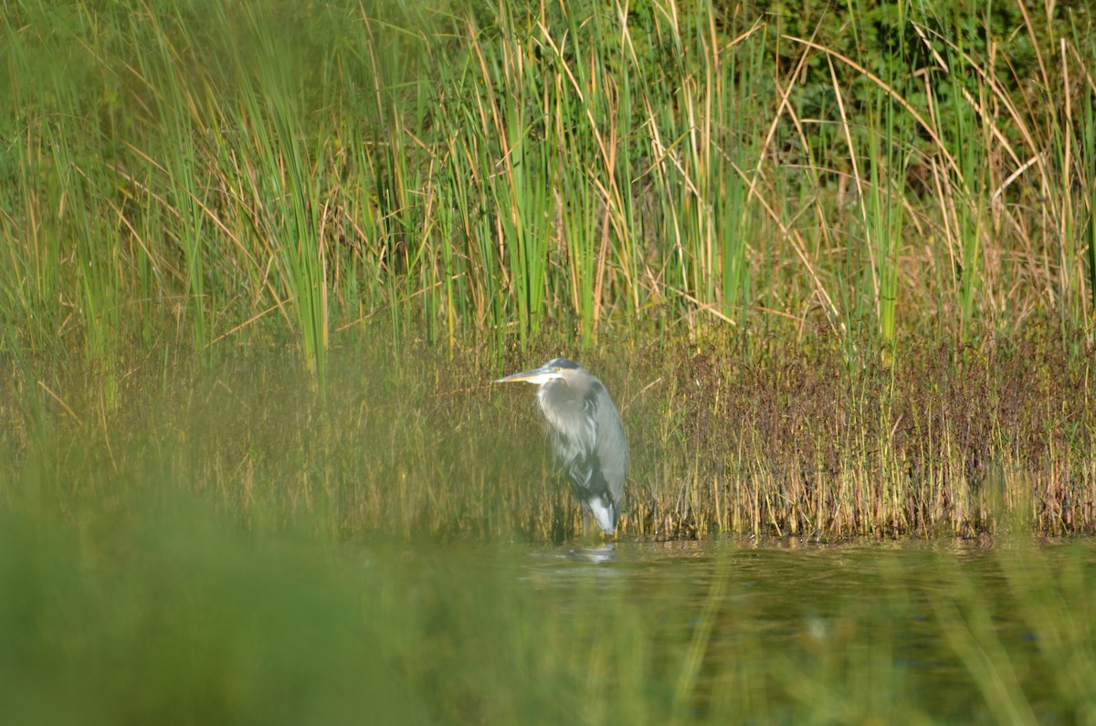 Great Blue Heron - ML643155454